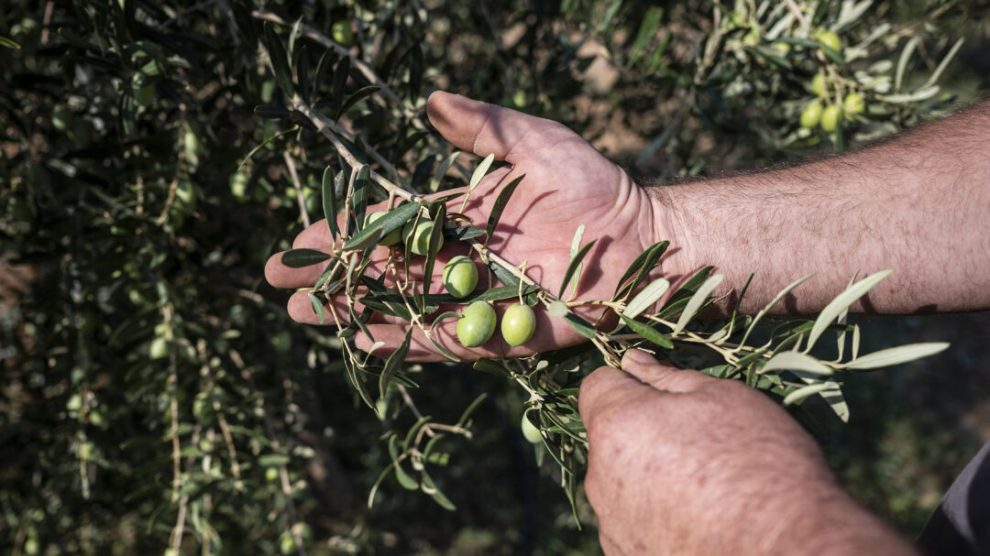 Κυκλώματα στήνουν απάτες και  νοθείες – Το παράδειγμα της Ιταλίας