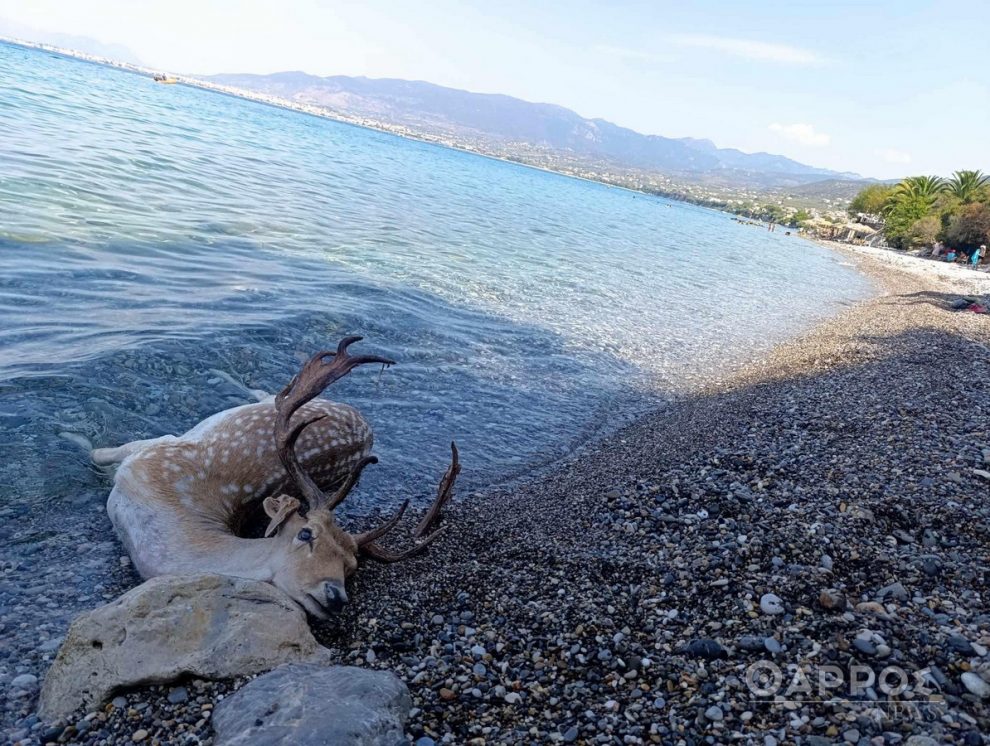 Νεκρό ελάφι ανασύρθηκε στην παραλία του Αλμυρού