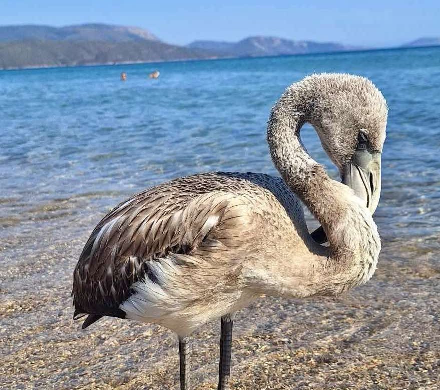 Φλαμίνγκο στο Μαυροβούνι