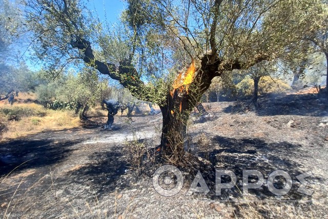 Ελαιόδεντρα παραδόθηκαν στις φλόγες μέσα σε ακαθάριστα οικόπεδα γεμάτα σκουπίδια