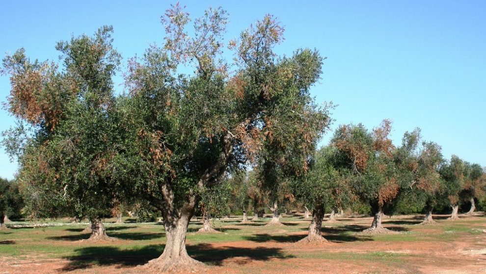 Στο «κόκκινο» οι ελαιοπαραγωγοί με πέντε μήνες ανομβρία