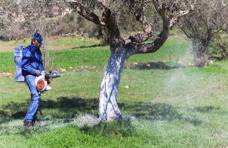 Ελαιόλαδο: Πώς θα υπολογιστεί η φετινή εισφορά δακοκτονίας