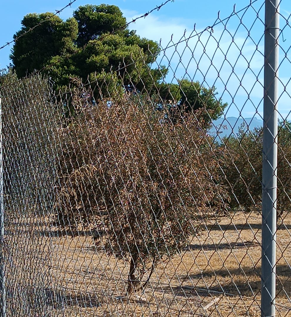 Ξεράθηκαν οι ελίτσες