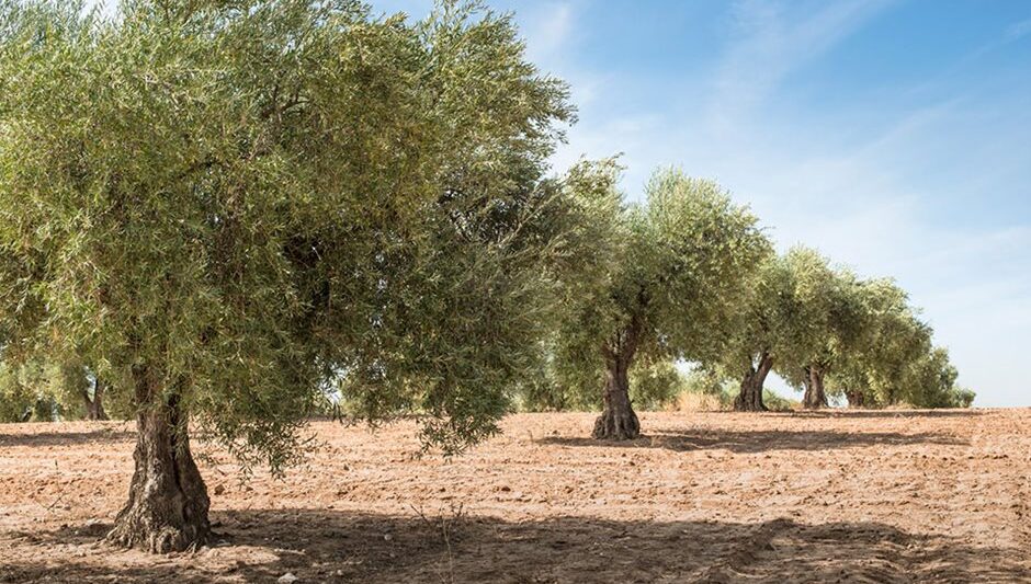 Ελαιόλαδο: Η ανομβρία… έκαψε την παραγωγή