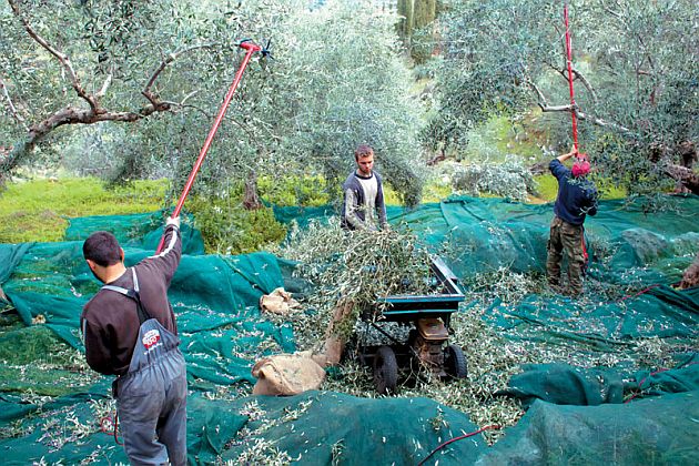 Ομοσπονδία Αγροτοκτηνοτροφικών Συλλόγων Μεσσηνίας: Συνάντηση για θέματα του κλάδου  με αντιπεριφερειάρχη Μεσσηνίας