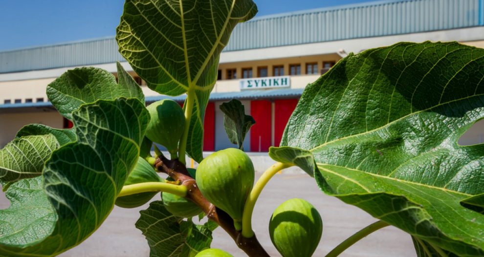 Η ΣΥΚΙΚΗ πληρώνει αύριο τους παραγωγούς, ενώ στρέφεται και σε νέα προϊόντα