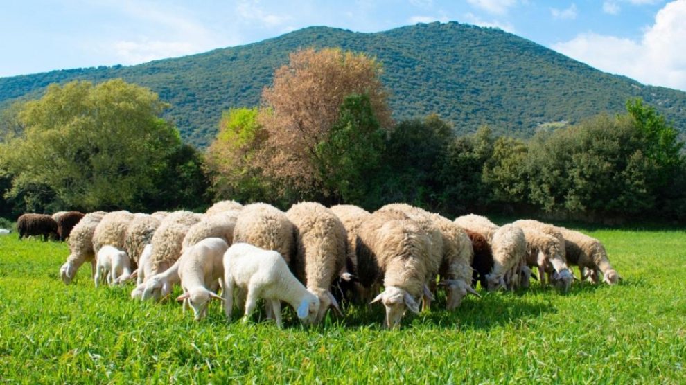 Αυξημένες αποζημιώσεις σε κτηνοτρόφους τα  ζώα των οποίων επλήγησαν από πανώλη κι ευλογιά