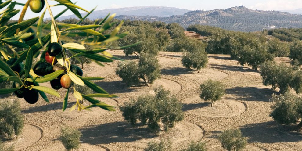 Ομοσπονδία Αγροκτηνοτροφικών Συλλόγων Μεσσηνίας: Παράσταση διαμαρτυρίας στον ΕΛΓΑ  στην Τρίπολη την Τρίτη