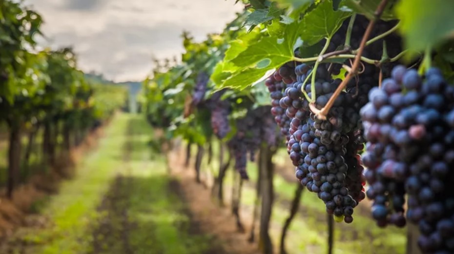 Τα Messinia Terroirs συμμετέχουν στο 10ο Σχολείο Τουρισμού