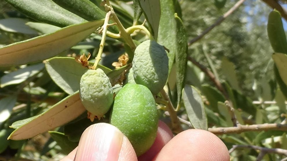 Το Δημοτικό Συμβούλιο Τριφυλίας ζητά αποζημιώσεις ζημιών ελαιοκαλλιέργειας από ξηρασία