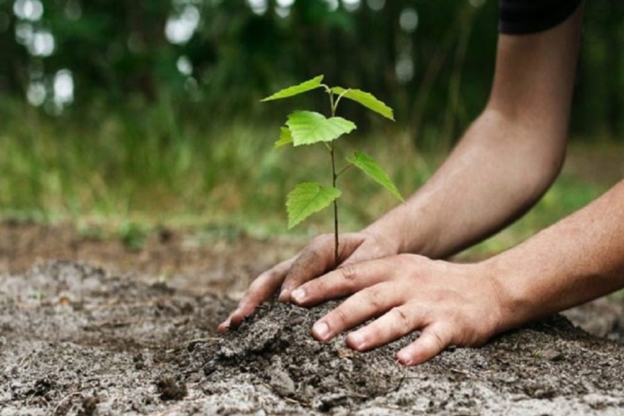 Αναδάσωση δασικής έκτασης  στο «Γαϊδαροβούνι» στη Μάνη