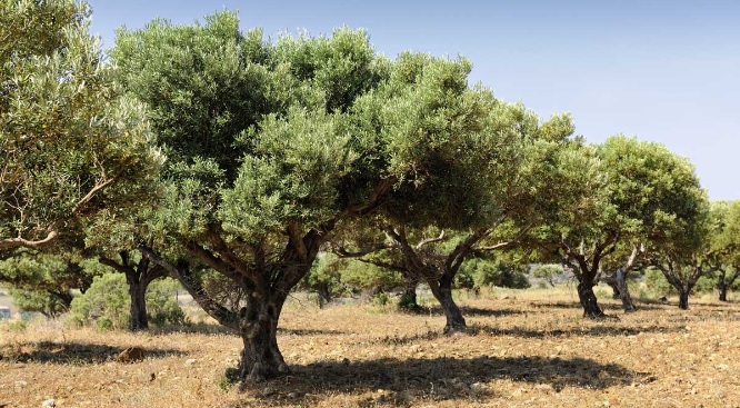 Η κλιματική κρίση κάνει επιτακτικότερη την ανάγκη άρδευσης των ελαιώνων