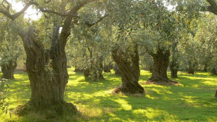 Μελέτη του ΑΠΘ για τις επιπτώσεις  της κλιματικής αλλαγής στην ελαιοκαλλιέργεια