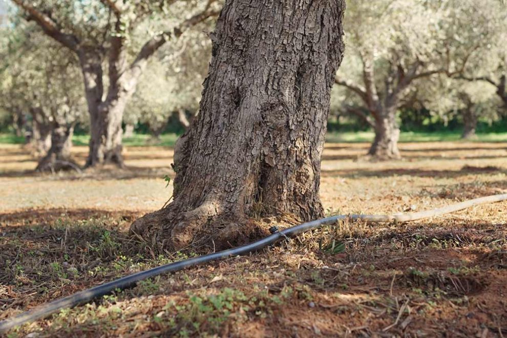 5.000 ευρώ πρόστιμο από τη ΔΕΥΑ Τριφυλίας για πότισμα ελιών από δίκτυο ύδρευσης