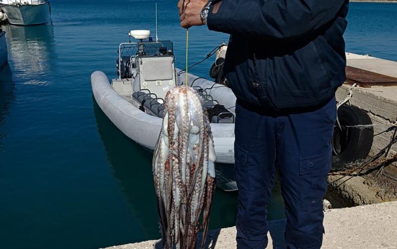 Ενημέρωση από το Λιμεναρχείο Καλαμάτας για αλιεία χταποδιών