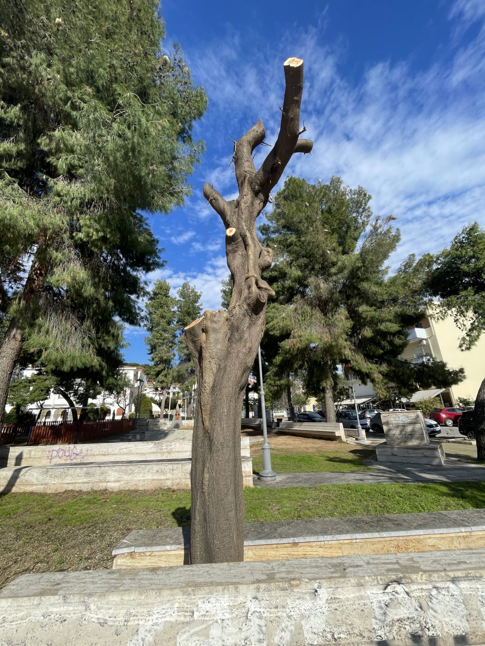 Κλαδεύτηκαν και  τα δέντρα στη Φραγκόλιμνα