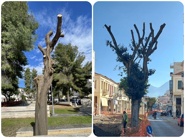 Διευκρινίσεις από τη Διεύθυνση Γεωτεχνικών Υπηρεσιών για τα κλαδέματα δέντρων