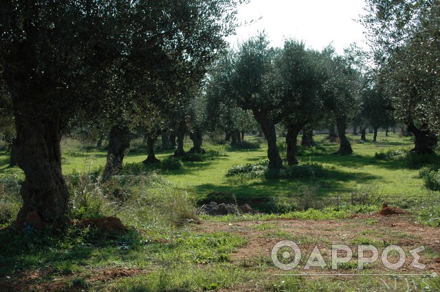 Για την ελαιοπαραγωγή η πρώτη  συνεδρίαση του Περιφερειακού για το 2025