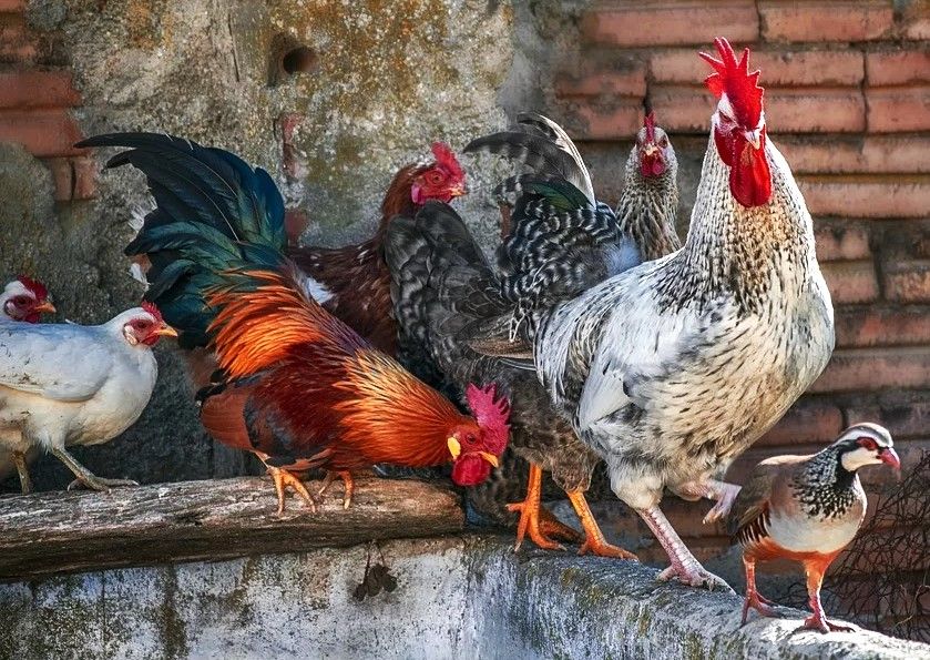 Τα αυγά, οι κότες, ο κόκορας κι ο ιός