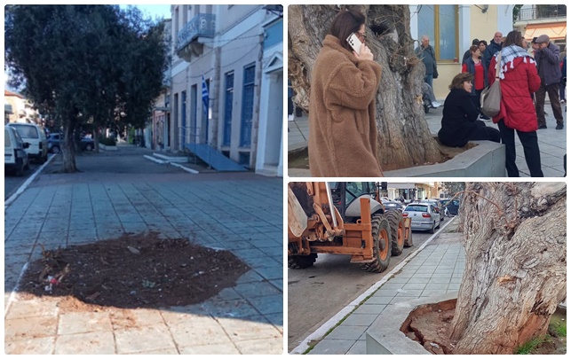 Φιλιατρά: Ο Δήμος Τριφυλίας «εξαφάνισε» τη «Μνημειακή Μουριά Ταμβάκη»